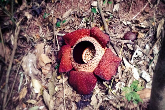 Discover the Beauty of Temenggor